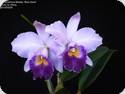 Ca. Hiroshima Melody Blue Genie